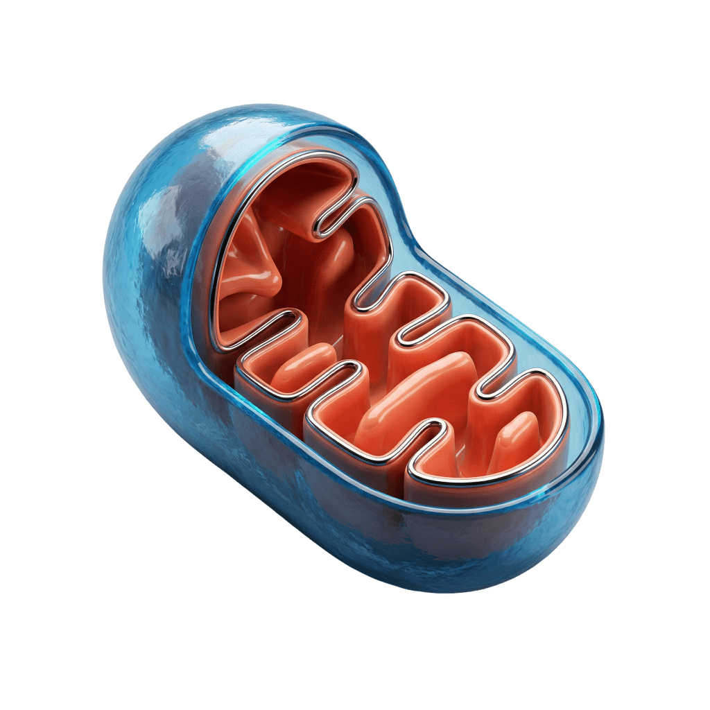 3D rendered mitochondria icon representing cellular energy efficiency